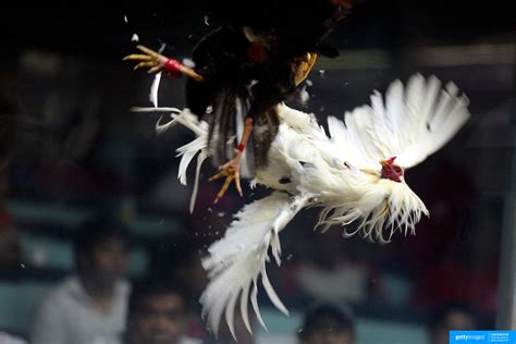 Pasay City Cockpit: An Insight into Cockfighting .